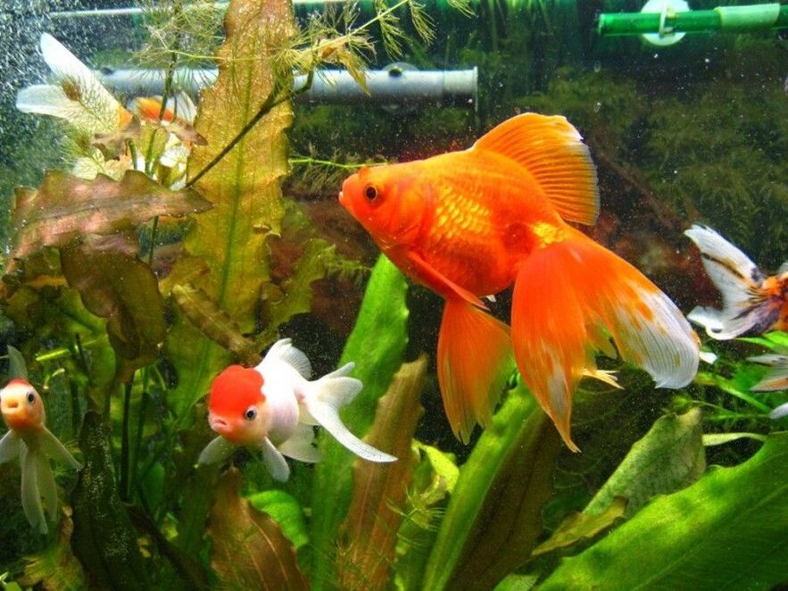 peniaze akvárium so zlatými rybkami